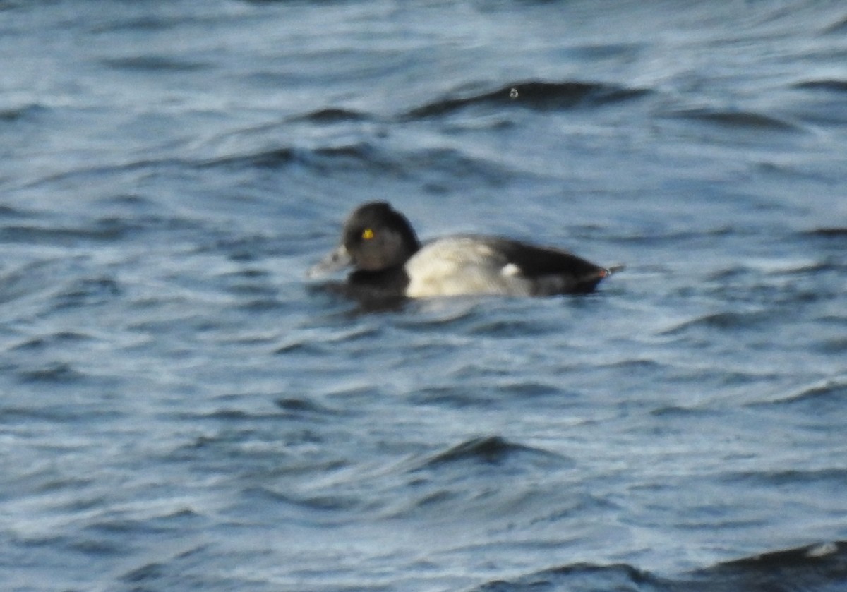 Lesser Scaup - ML646196850