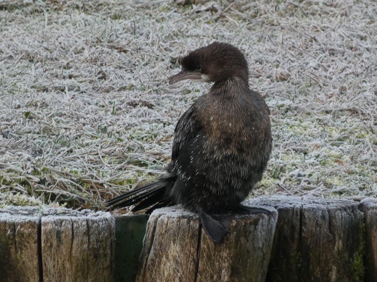 Ubarroi txikia - ML646196851