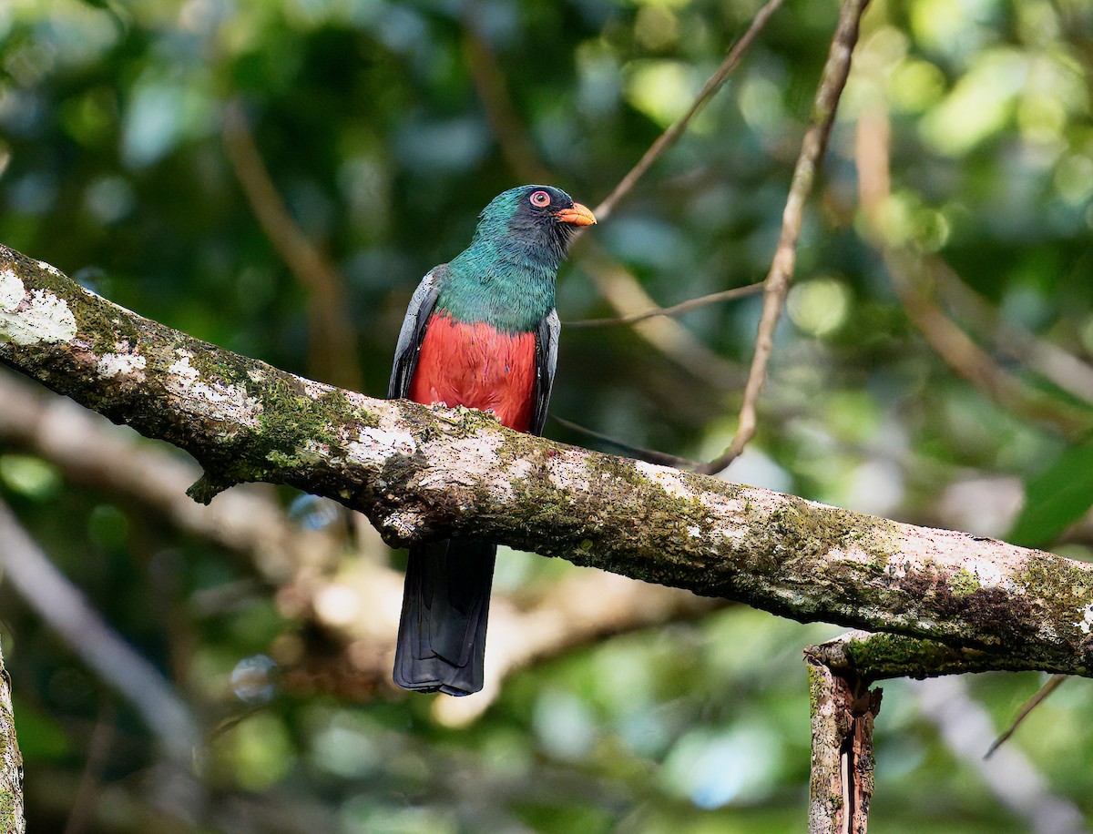 Slaty-tailed Trogon - ML646196852