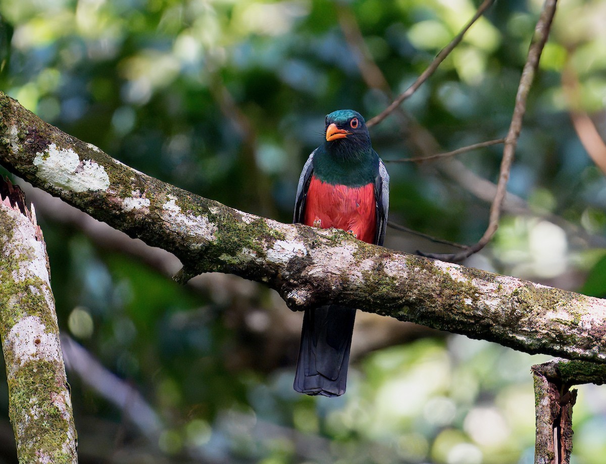 Slaty-tailed Trogon - ML646196853