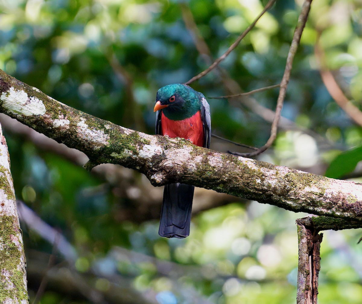 Slaty-tailed Trogon - ML646196854