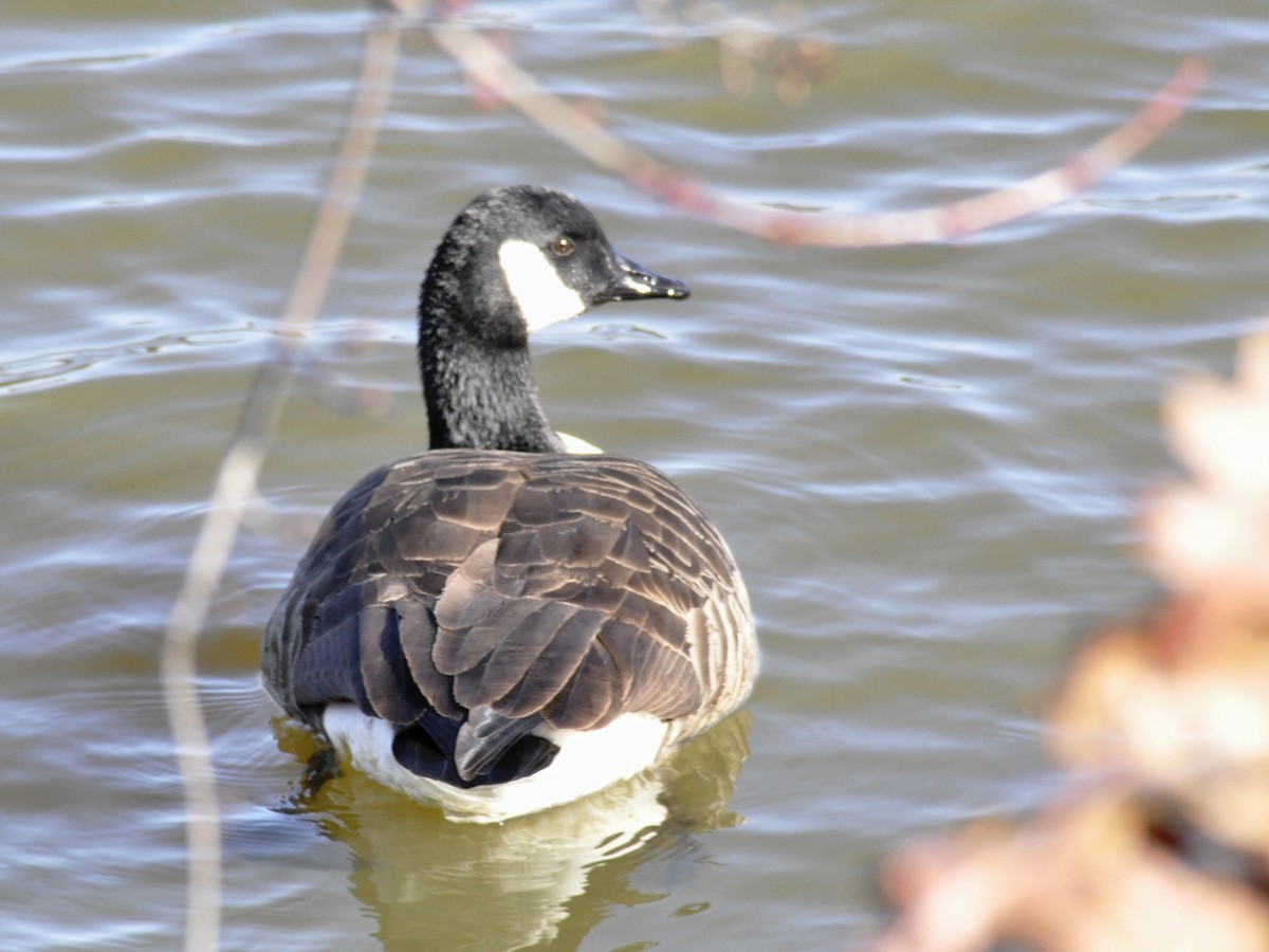 Canada Goose - ML646196855