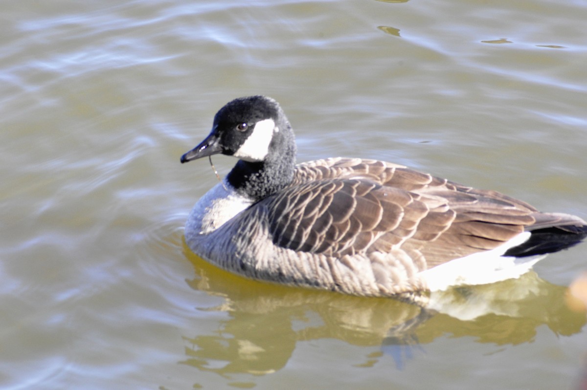 Canada Goose - ML646196856