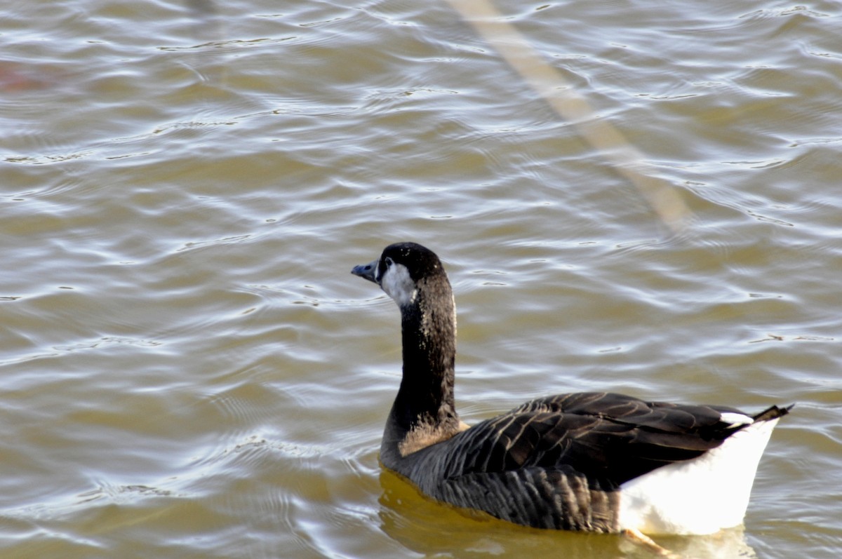 Canada Goose - ML646196857