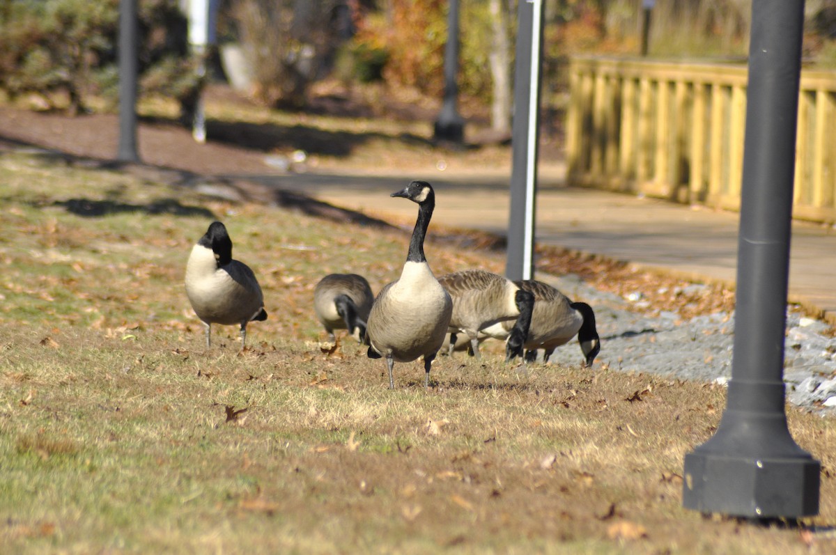 Canada Goose - ML646196859