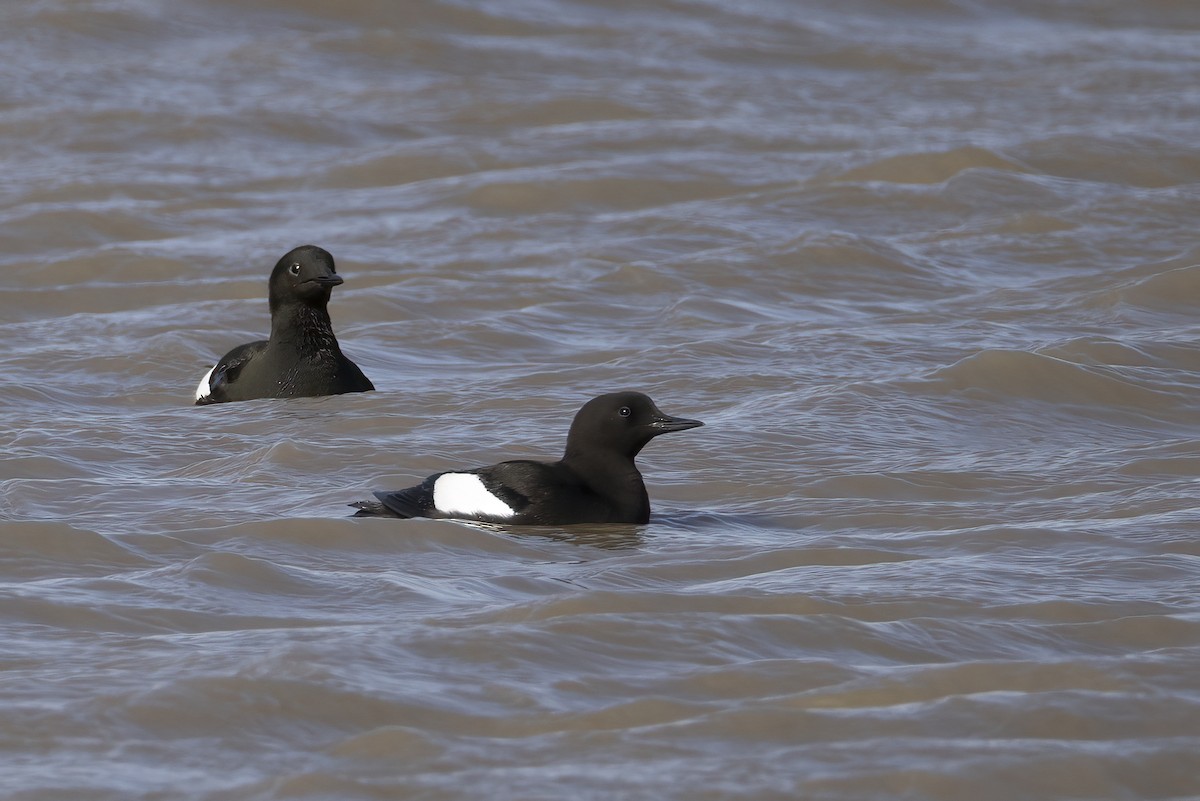 alkoun obecný (ssp. mandtii) - ML646196865