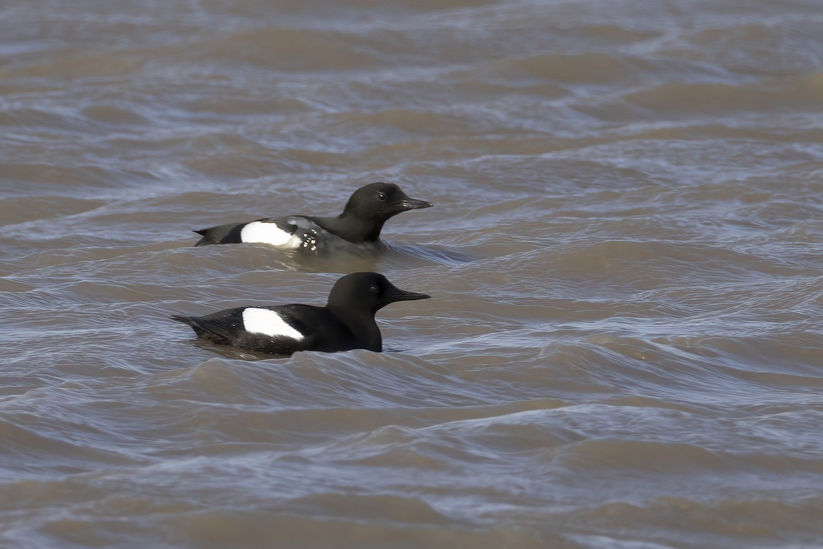 alkoun obecný (ssp. mandtii) - ML646196868