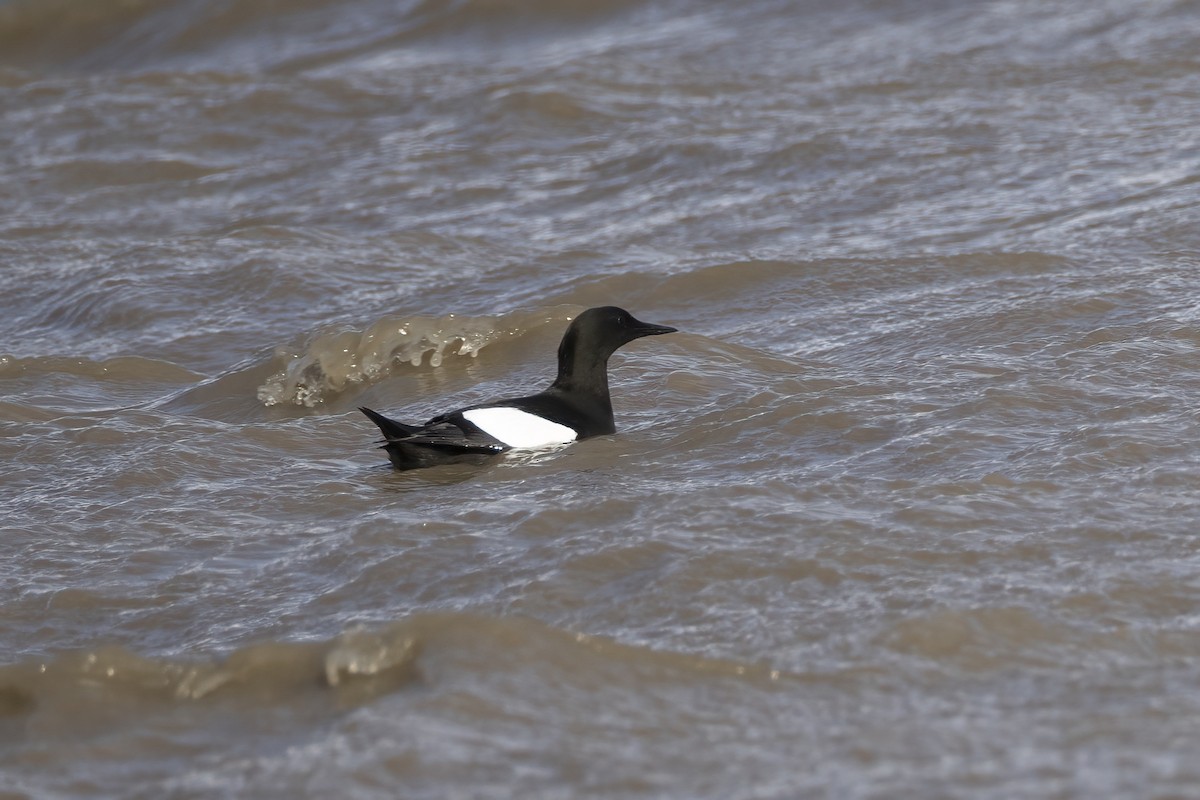 alkoun obecný (ssp. mandtii) - ML646196869