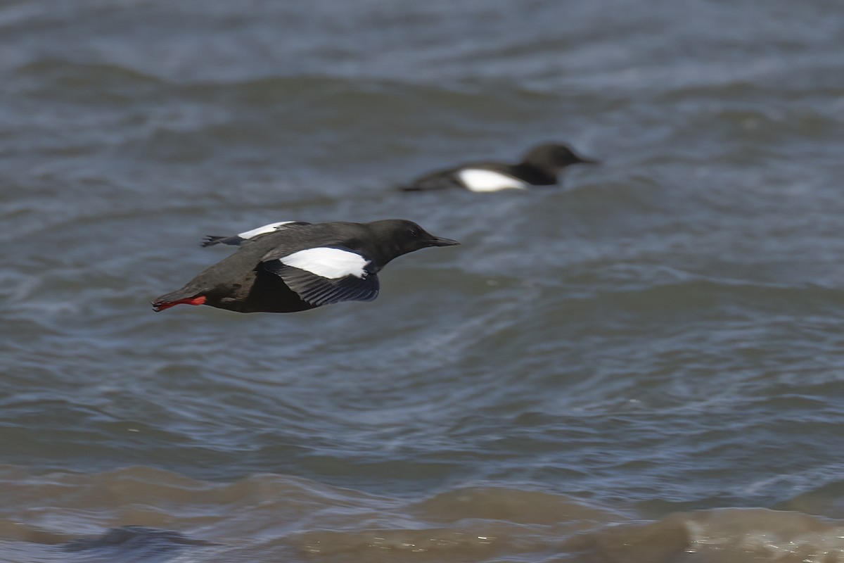 alkoun obecný (ssp. mandtii) - ML646196871