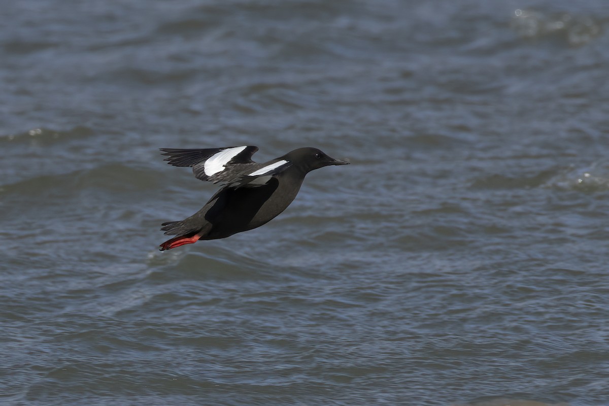 alkoun obecný (ssp. mandtii) - ML646196874