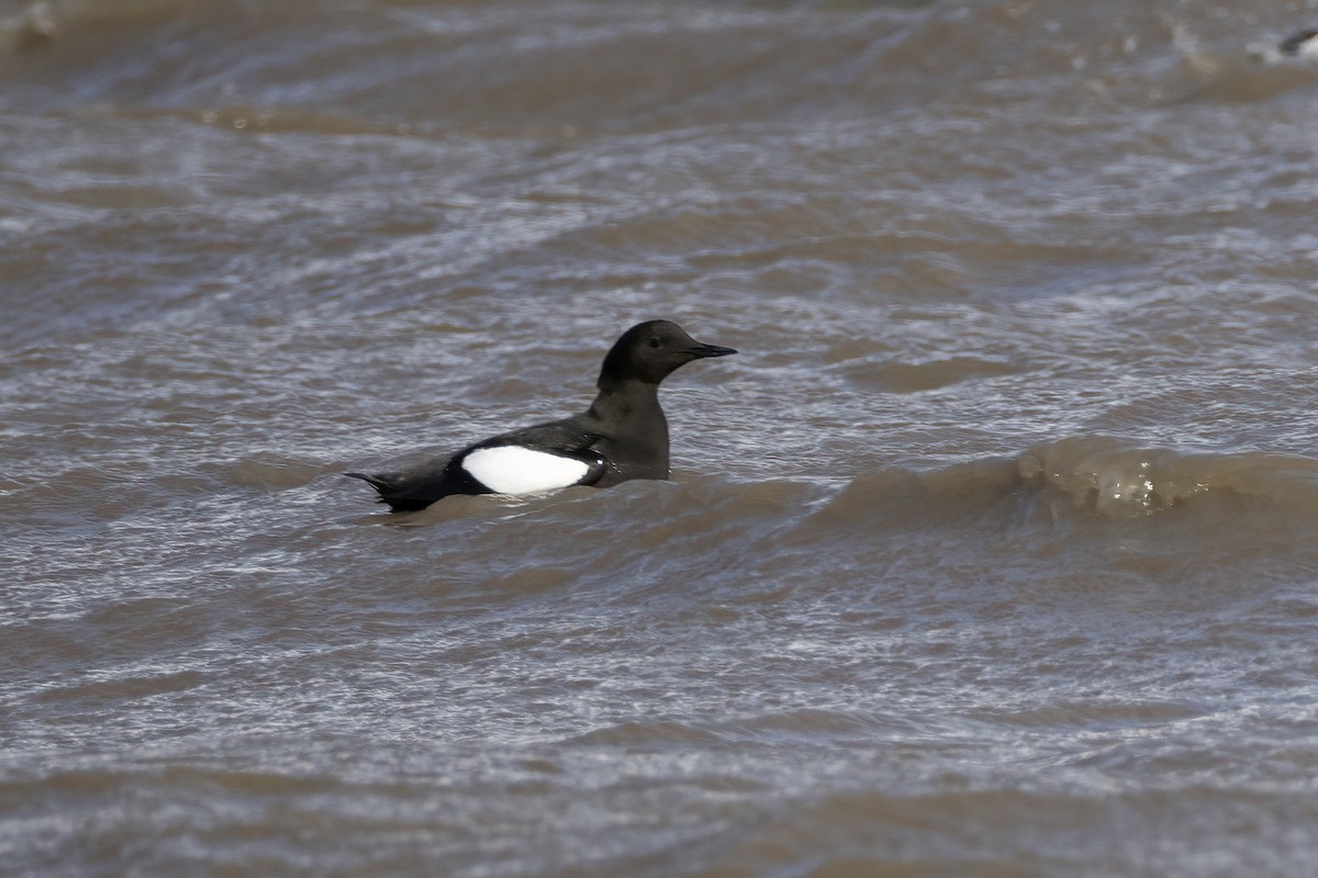 alkoun obecný (ssp. mandtii) - ML646196875