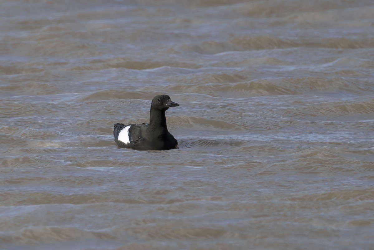 alkoun obecný (ssp. mandtii) - ML646196876