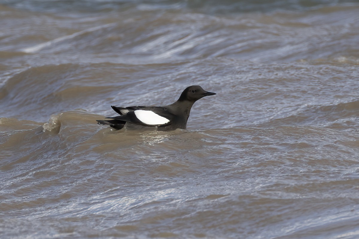 alkoun obecný (ssp. mandtii) - ML646196877