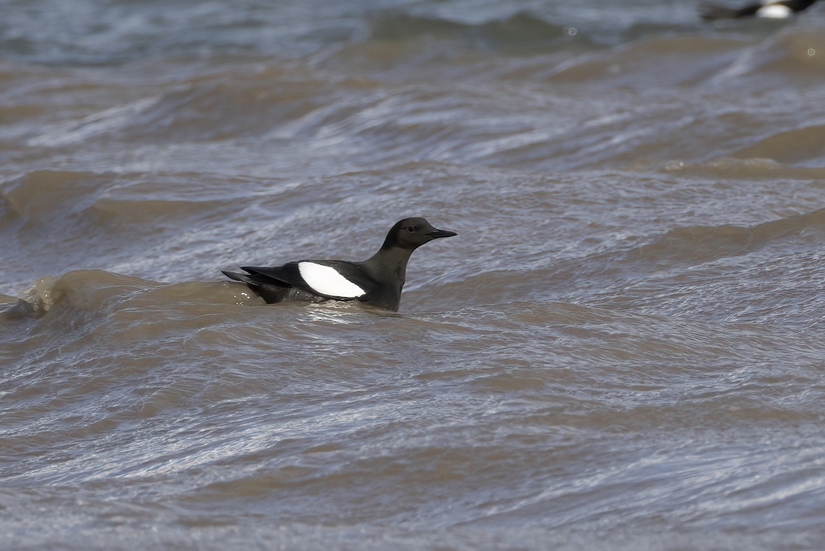 alkoun obecný (ssp. mandtii) - ML646196878