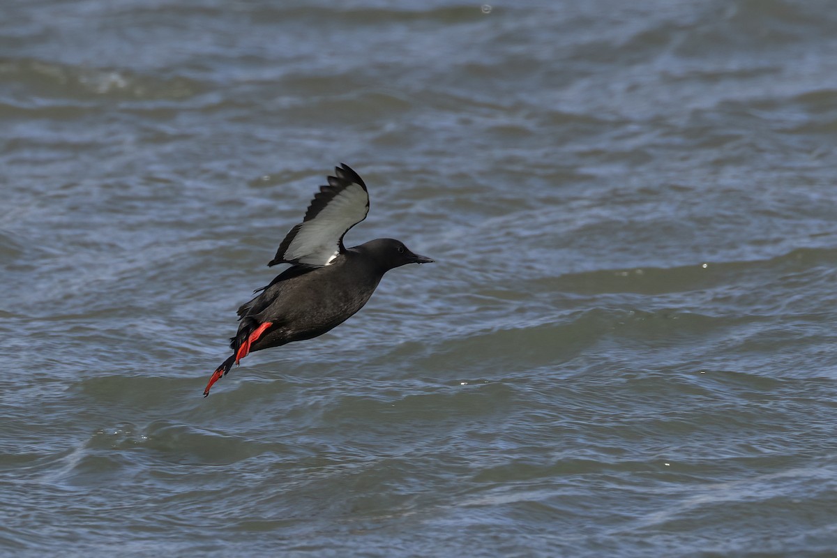 alkoun obecný (ssp. mandtii) - ML646196879