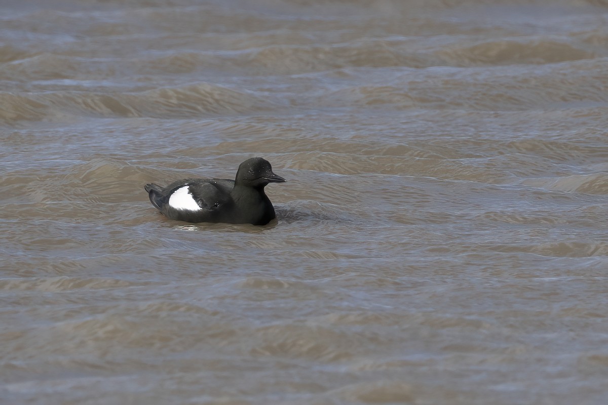 alkoun obecný (ssp. mandtii) - ML646196880