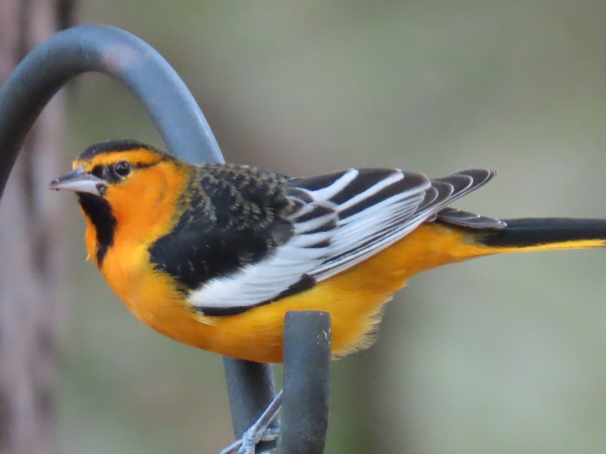 Bullock's Oriole - ML646196885
