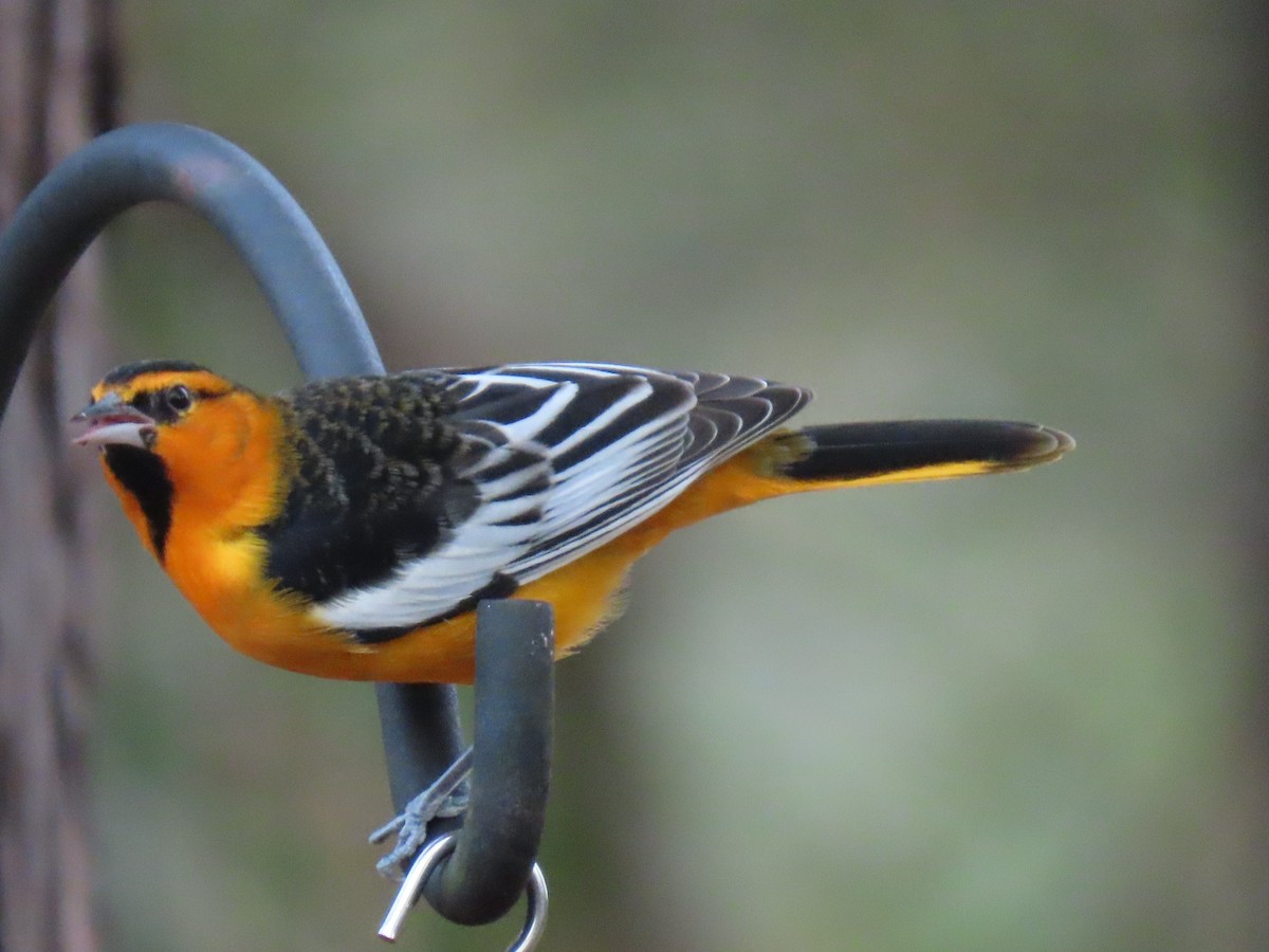 Bullock's Oriole - ML646196886