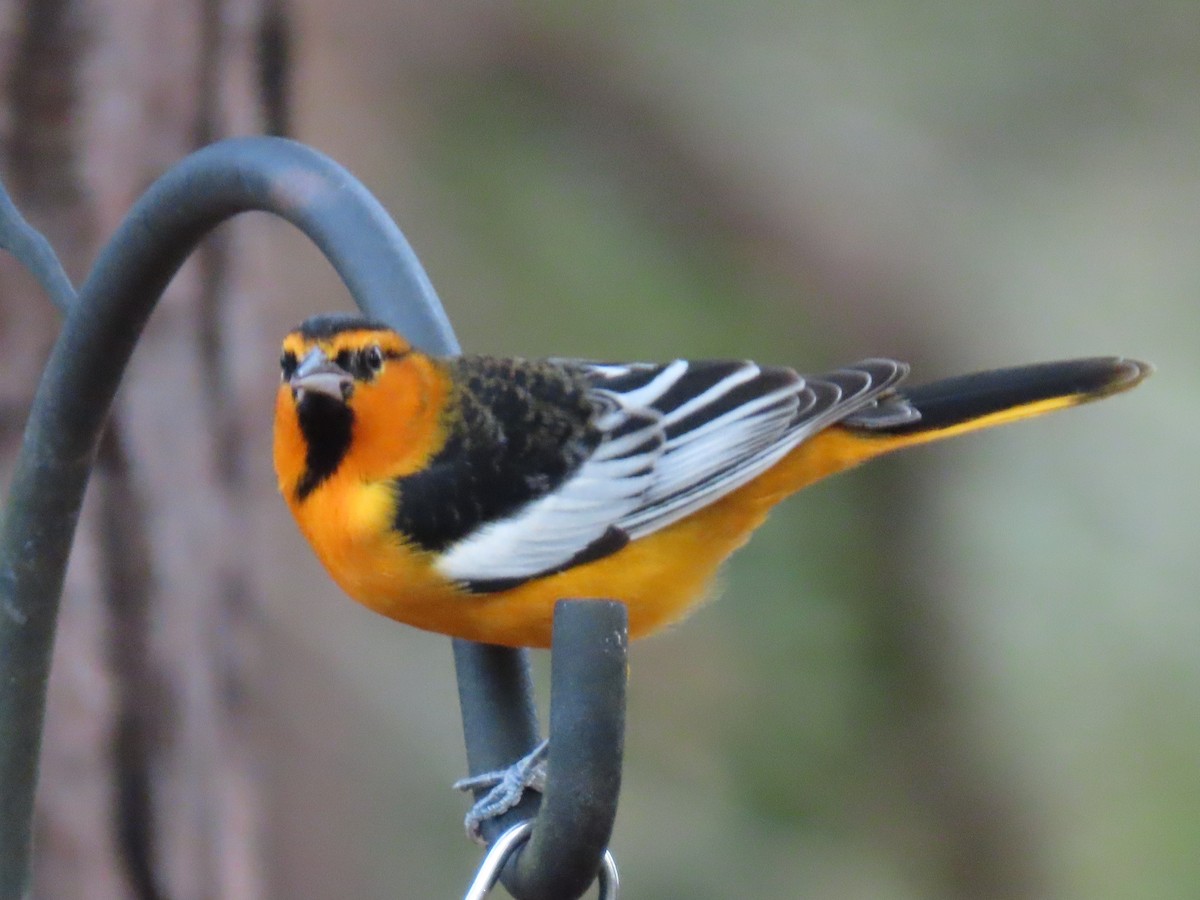 Bullock's Oriole - ML646196887
