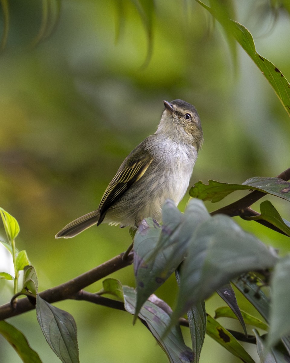 Mistletoe Tyrannulet - ML646196888