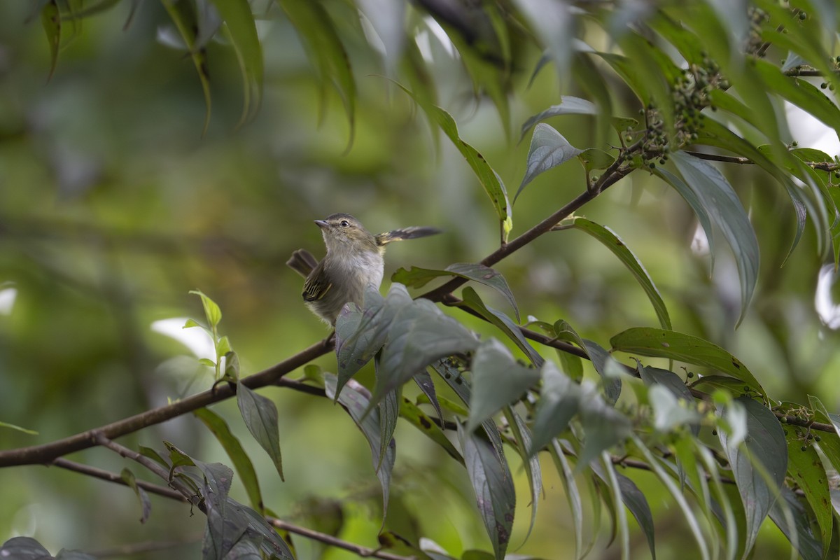 Mistletoe Tyrannulet - ML646196889