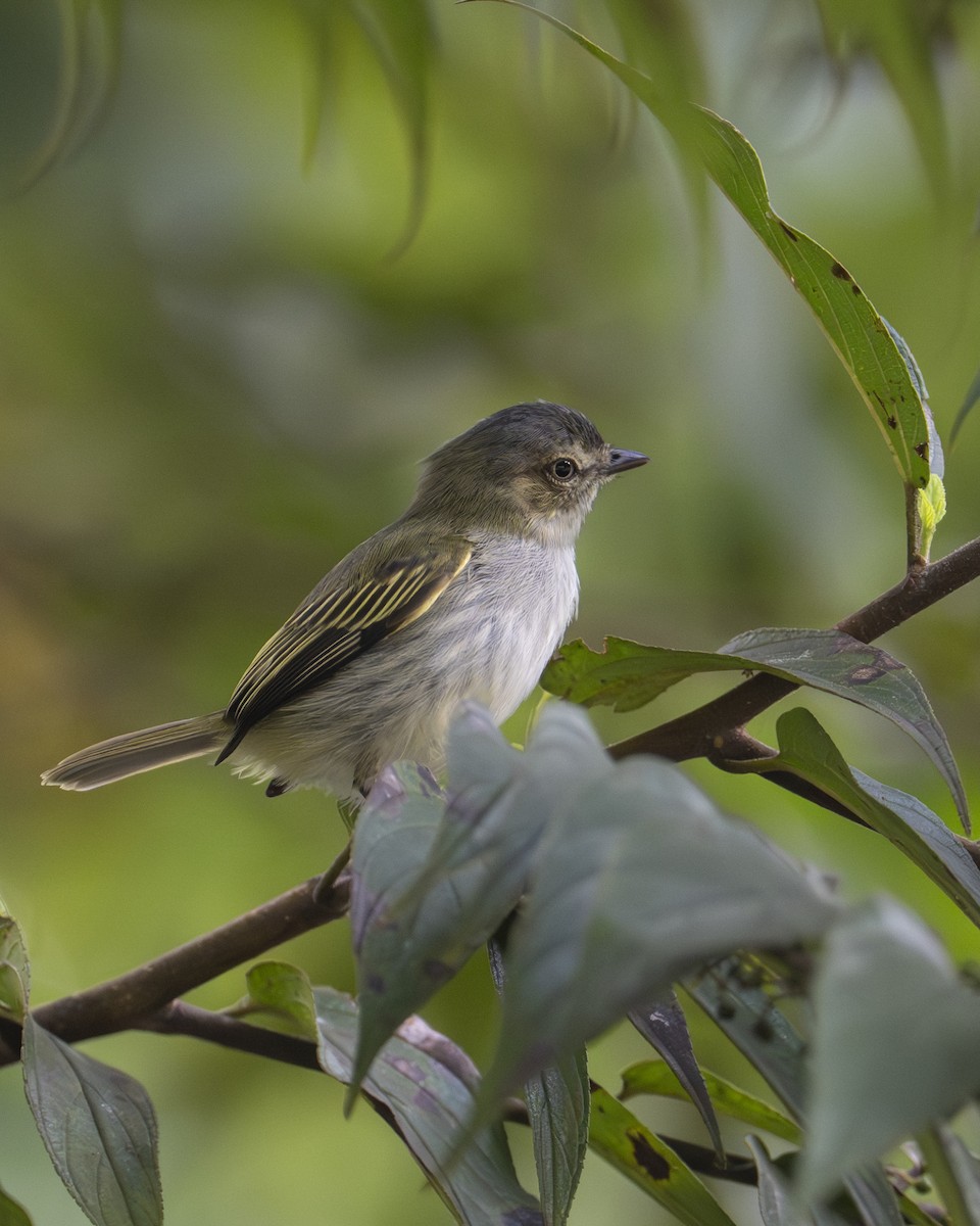 Mistletoe Tyrannulet - ML646196890