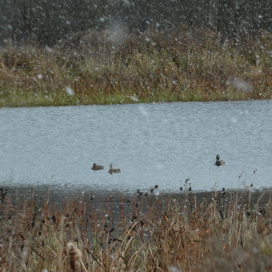 Mallard - ML646196891