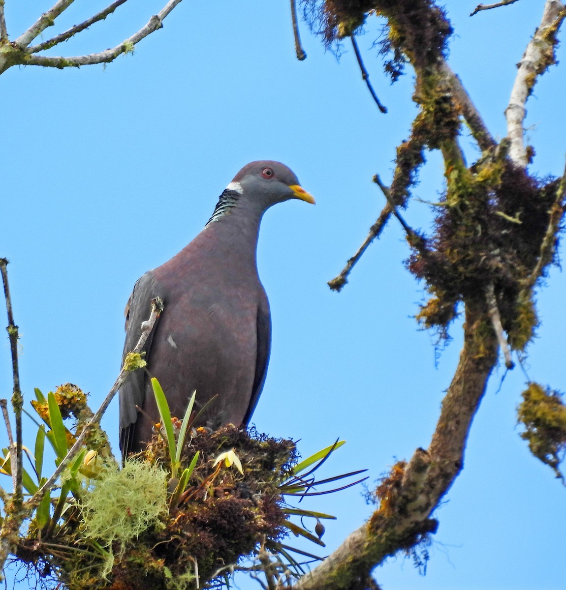 Band-tailed Pigeon - ML646196892