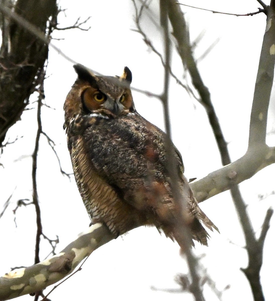 Great Horned Owl - ML646196894