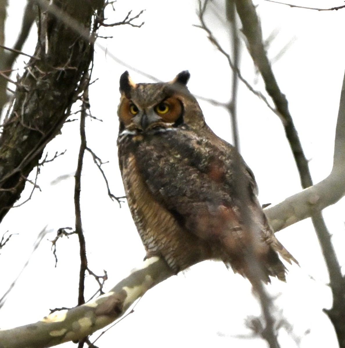 Great Horned Owl - ML646196895