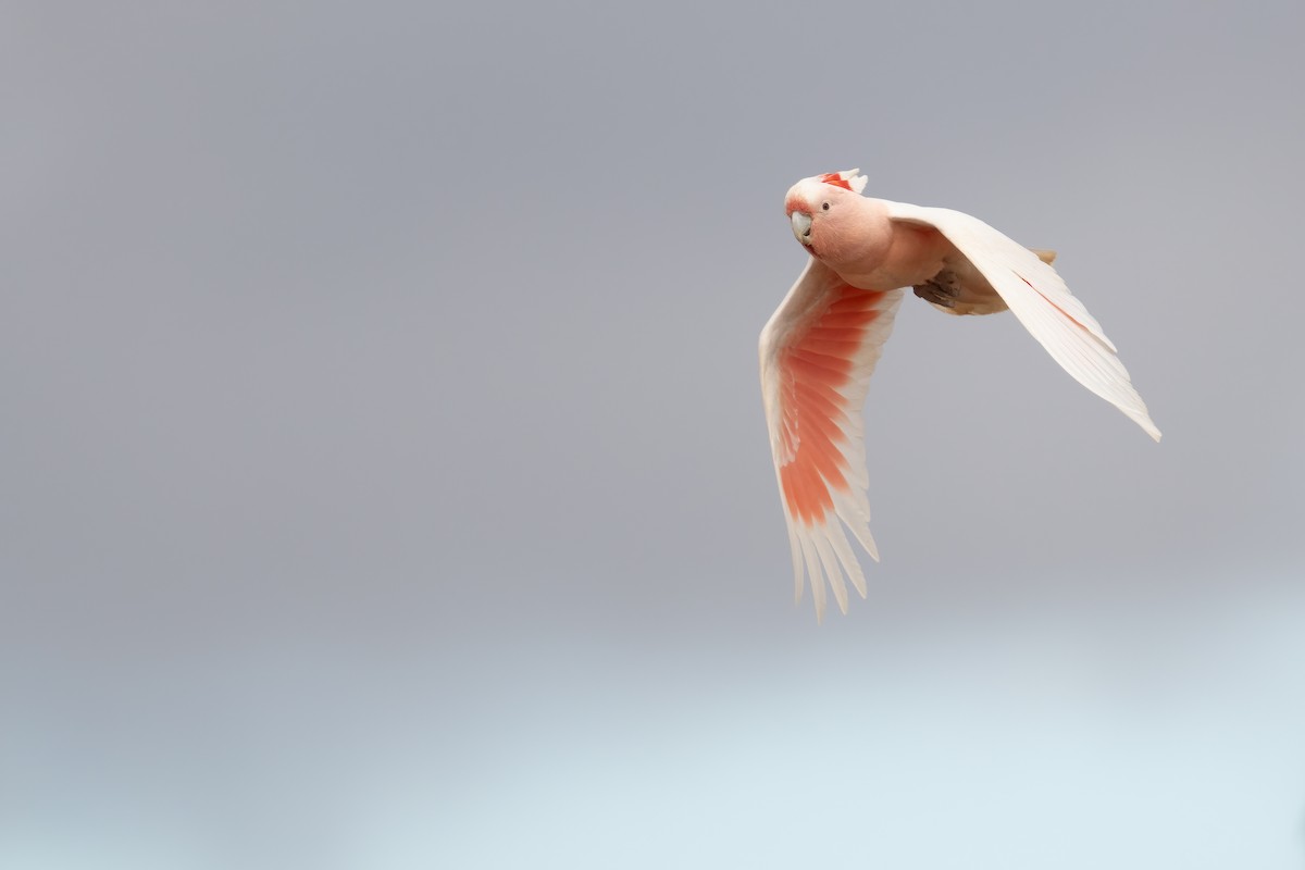 Pink Cockatoo - ML646196897