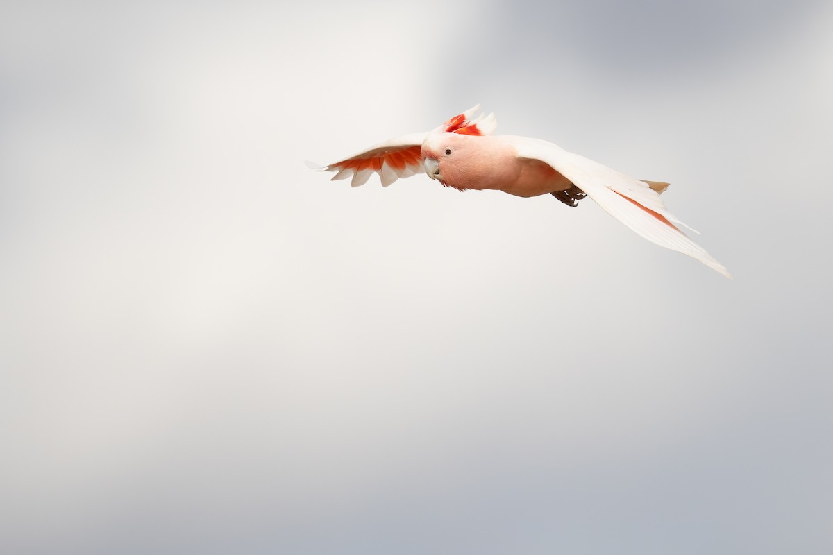 Pink Cockatoo - ML646196898