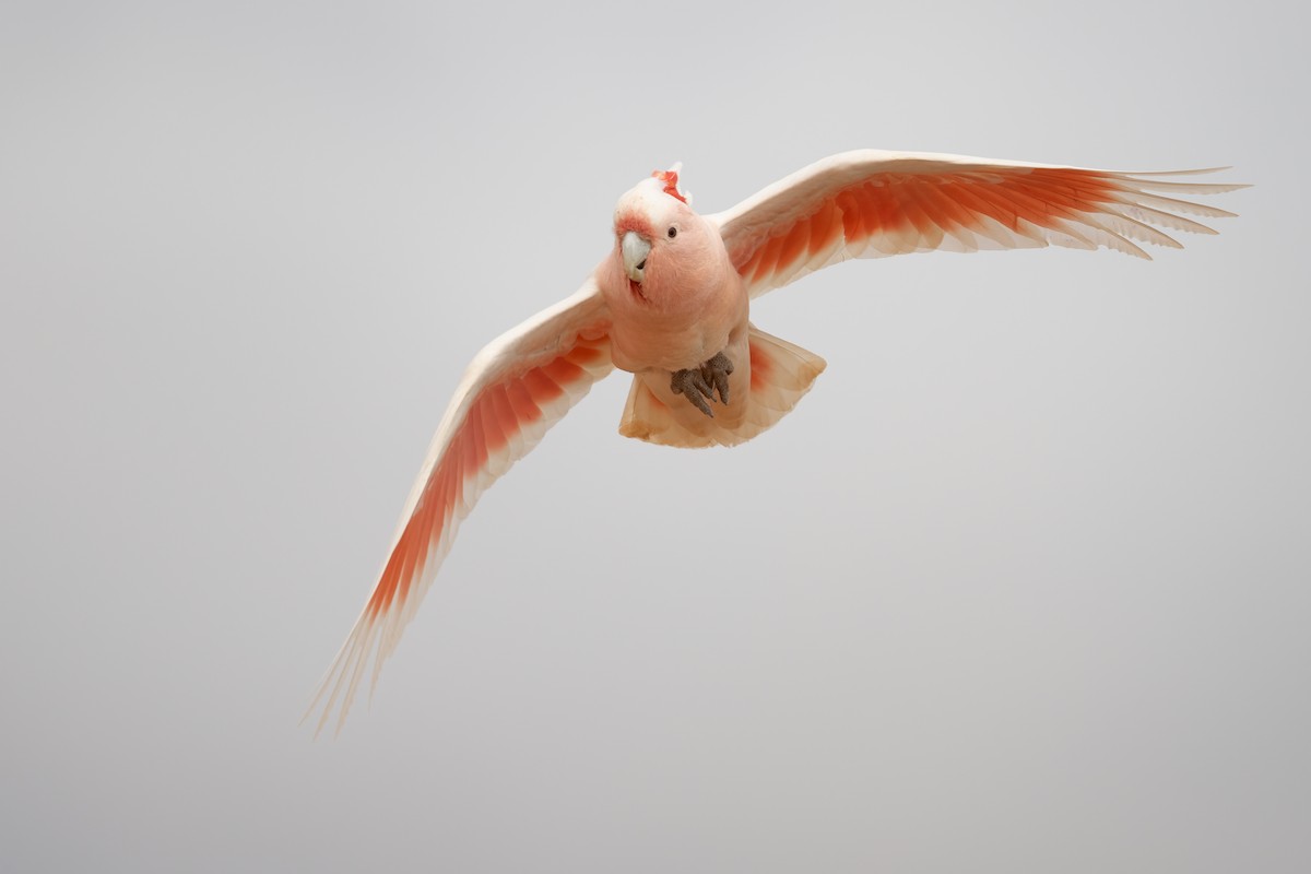 Pink Cockatoo - ML646196899