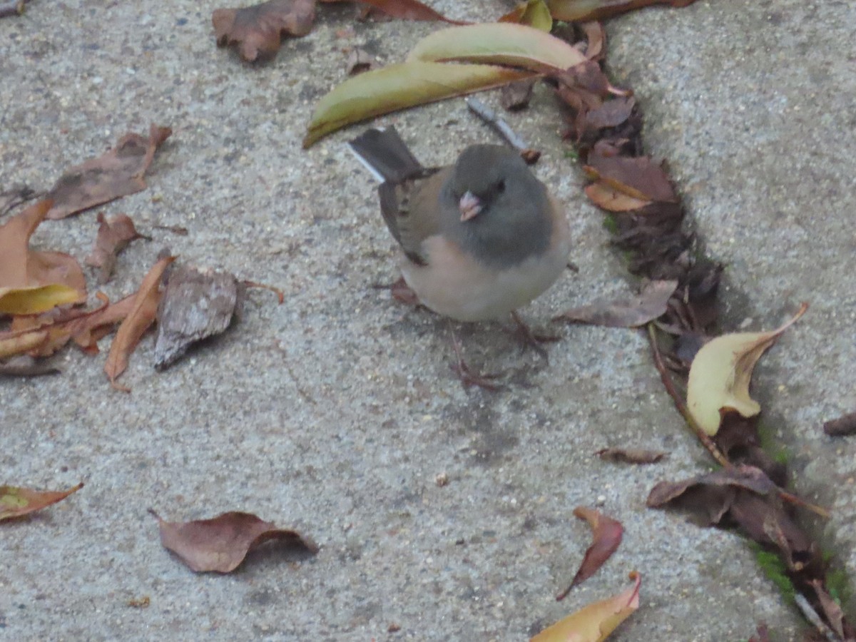 Dark-eyed Junco - ML646196901