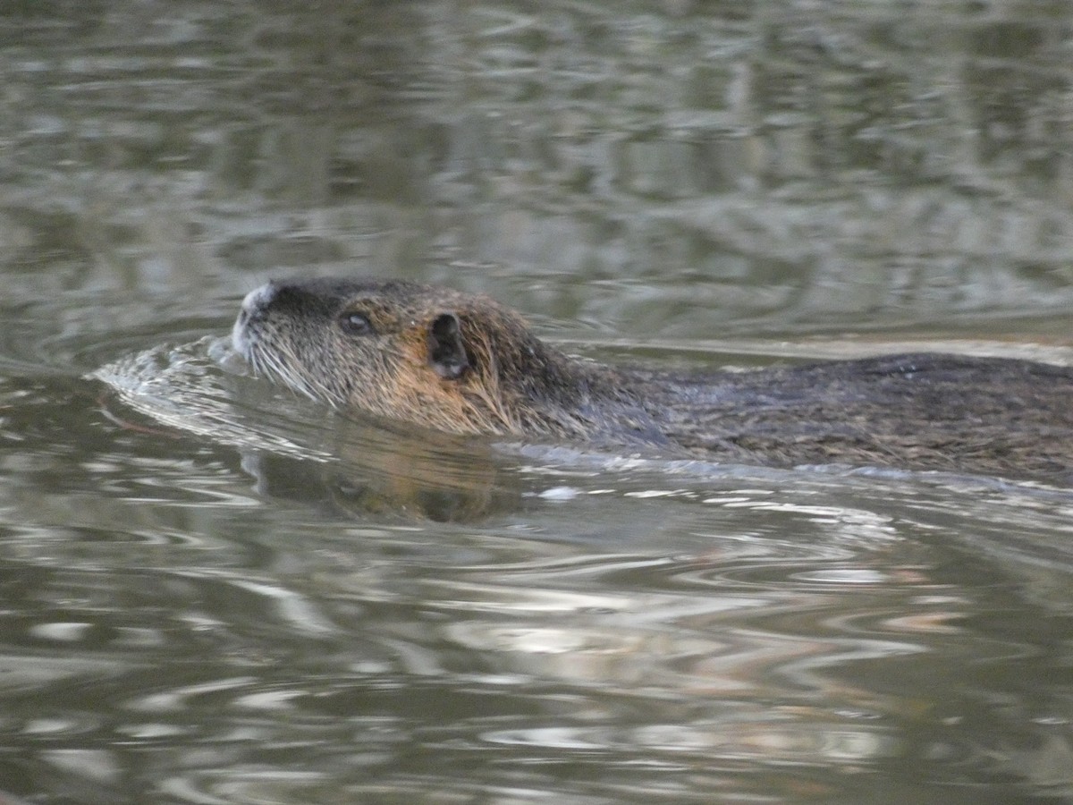 Eurasian Beaver - ML646196902