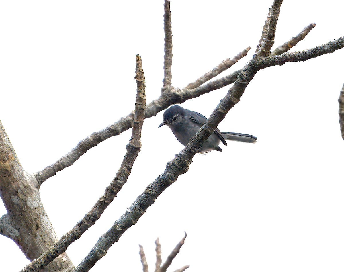 Weißbrauen-Mückenfänger - ML646196903