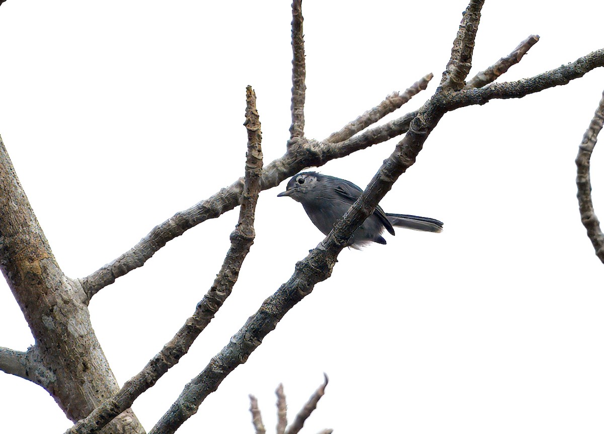 Weißbrauen-Mückenfänger - ML646196904