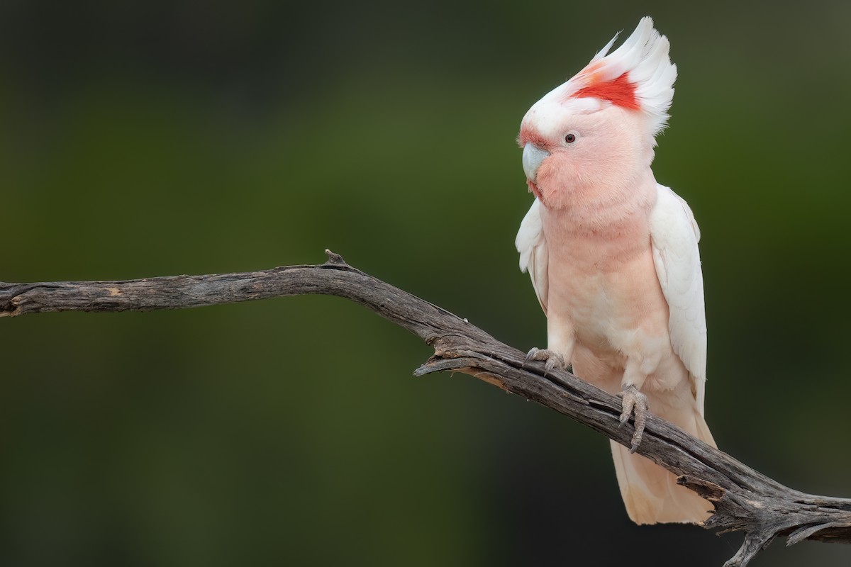 Pink Cockatoo - ML646196905