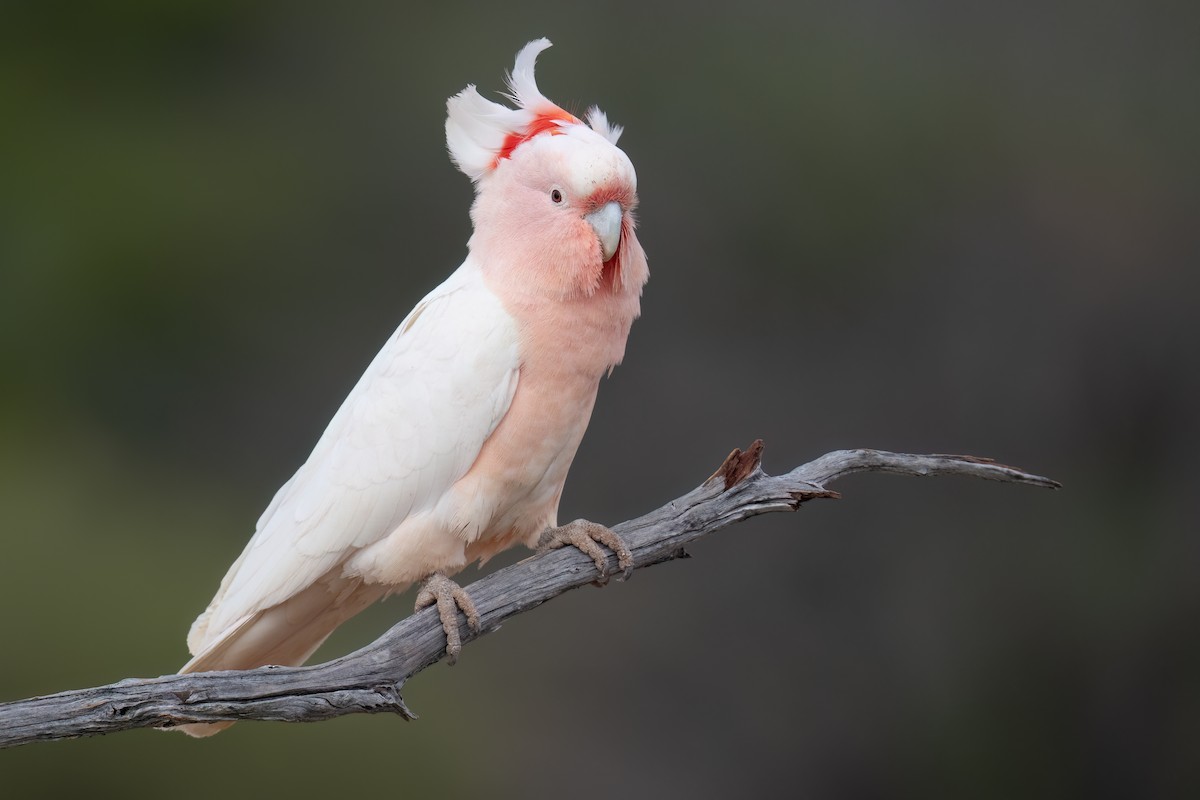 Pink Cockatoo - ML646196906