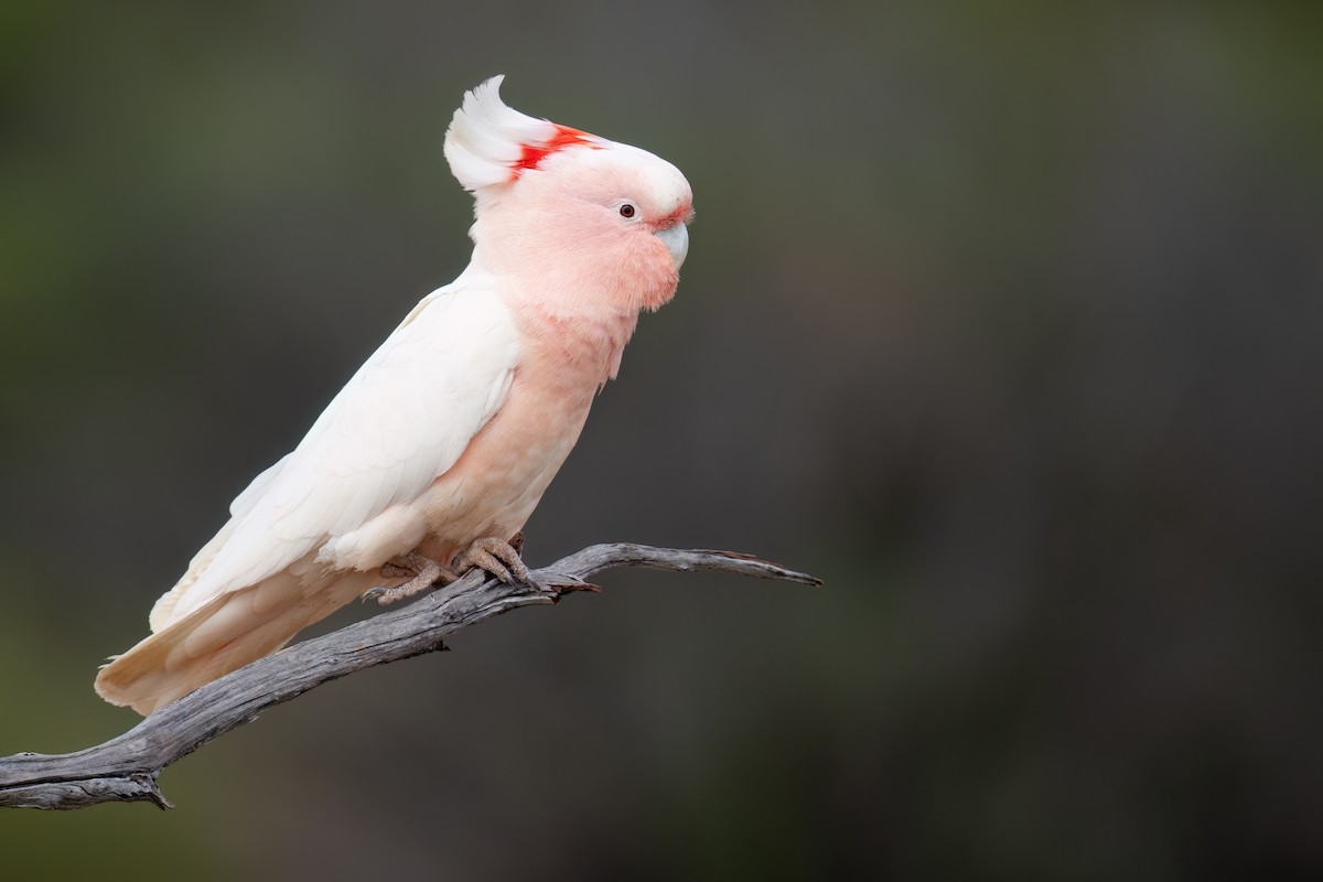 Pink Cockatoo - ML646196907