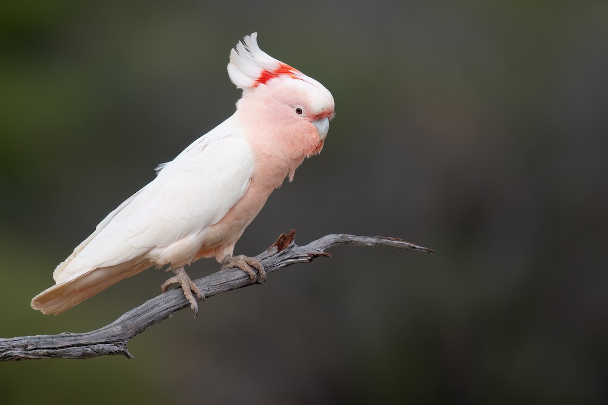 Pink Cockatoo - ML646196908
