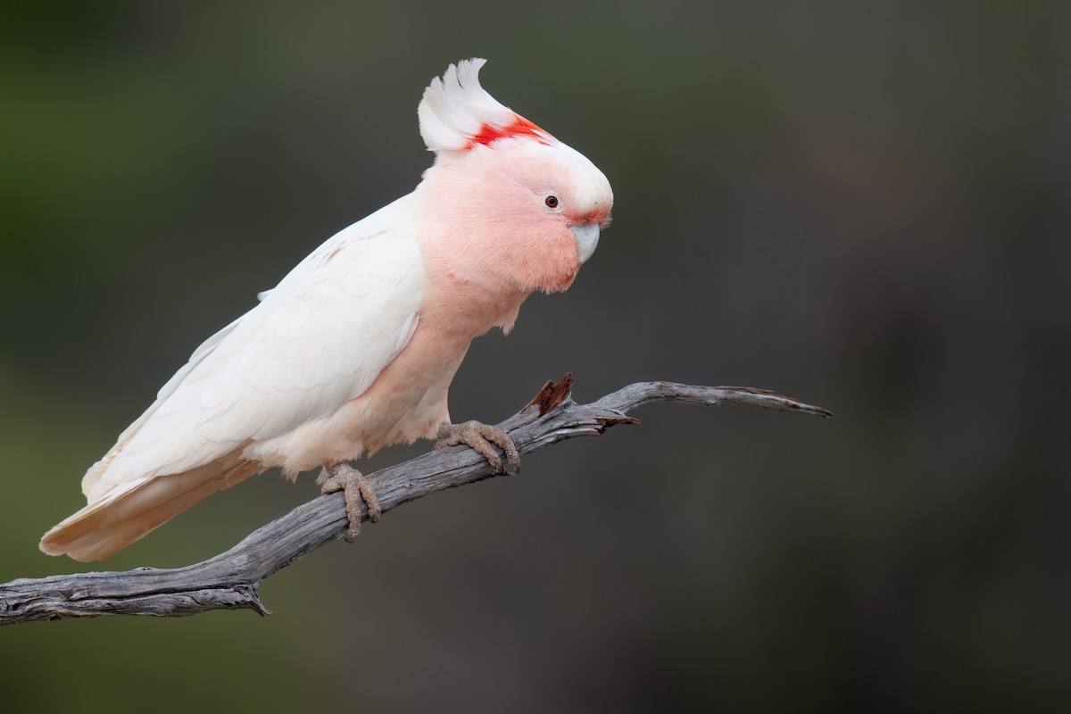 Pink Cockatoo - ML646196909