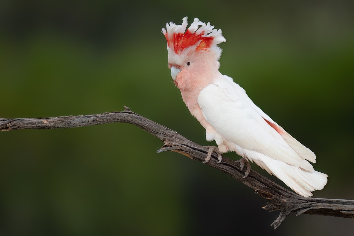 Pink Cockatoo - ML646196910