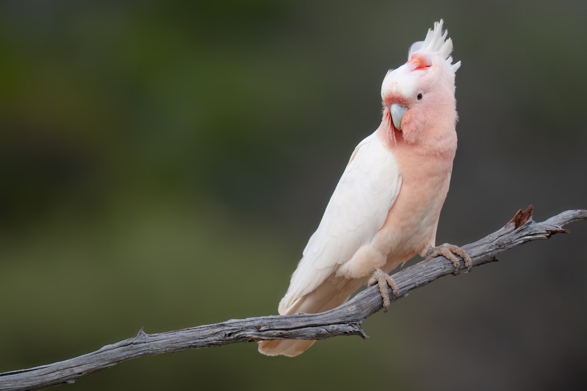 Pink Cockatoo - ML646196911