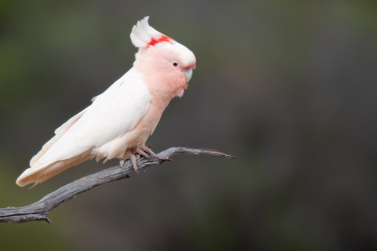 Pink Cockatoo - ML646196913