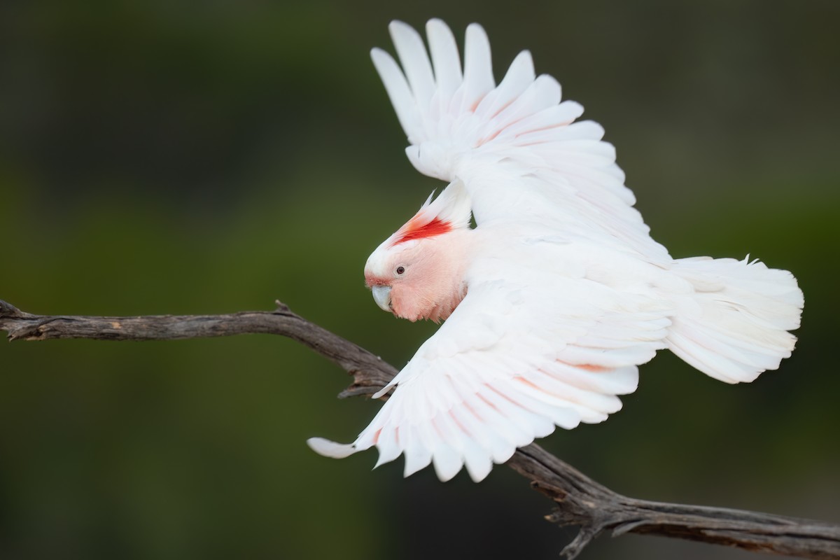 Pink Cockatoo - ML646196914