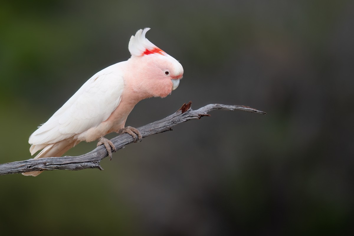 Pink Cockatoo - ML646196916
