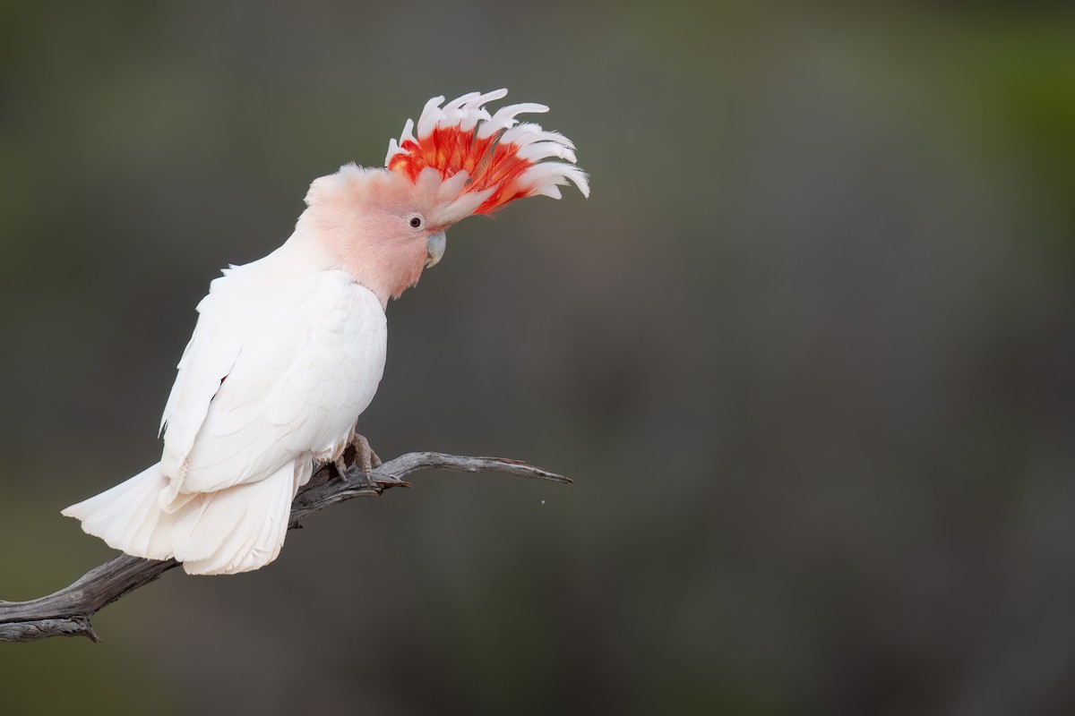 Pink Cockatoo - ML646196917