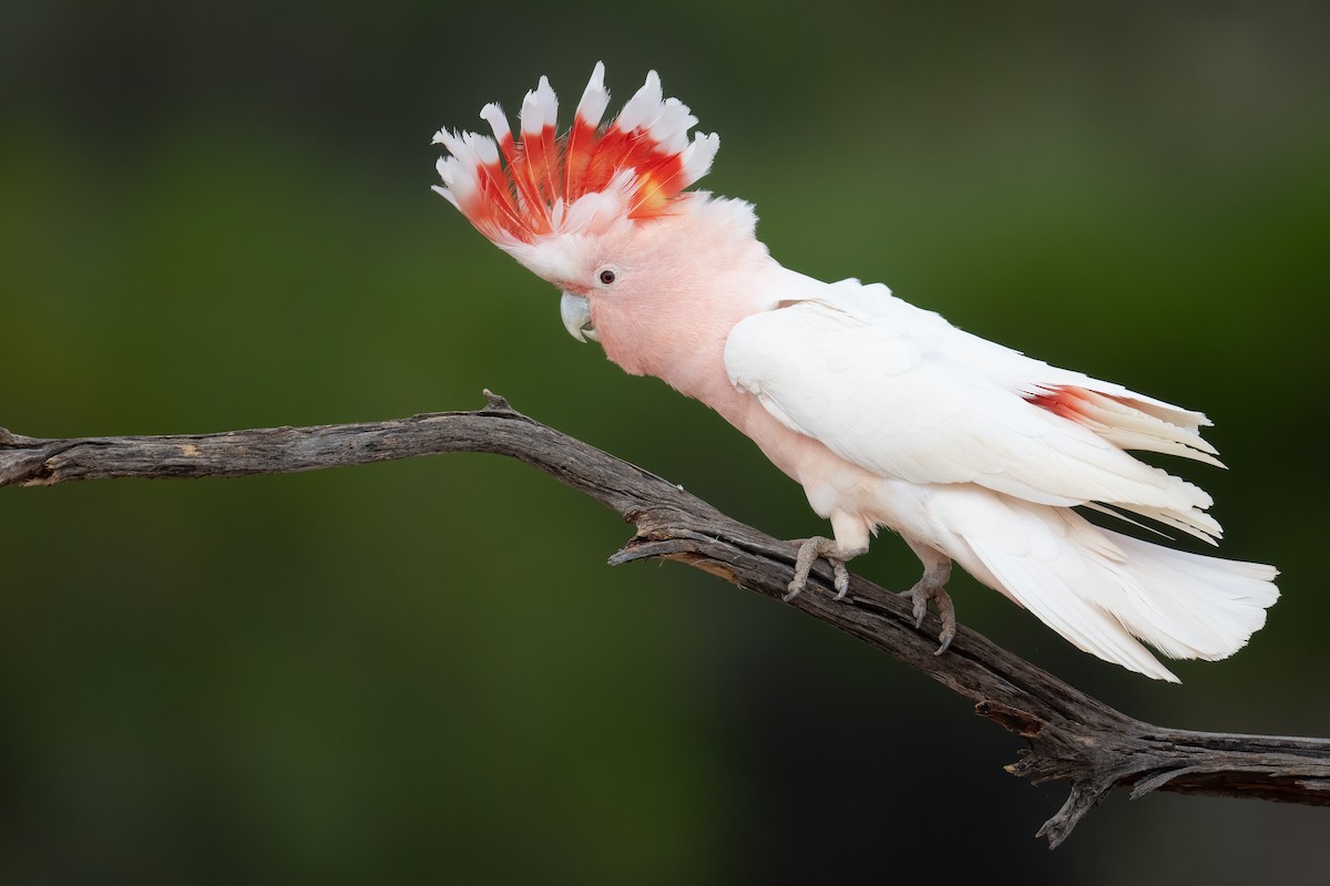 Pink Cockatoo - ML646196918
