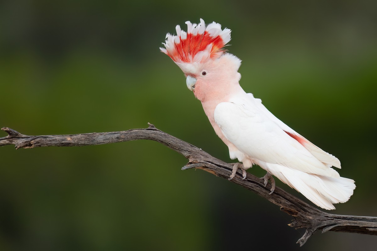 Pink Cockatoo - ML646196919